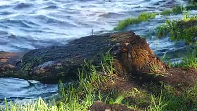 清澈河水边上树木倒下视频的预览图